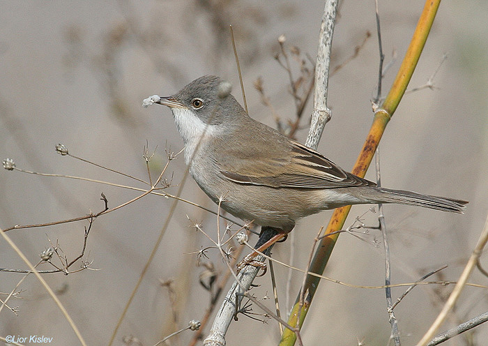 סבכי  קוצים  Common Whitethroat Sylvia communis           הר סוסיתה,רמת הגולן,פברואר 2009.צלם:ליאור כסלו